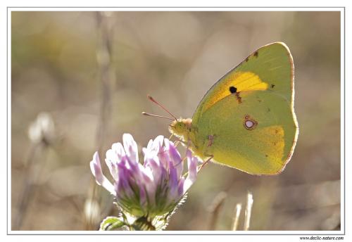 Colias croceus