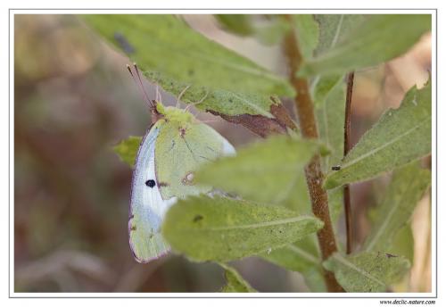 Colias croceus