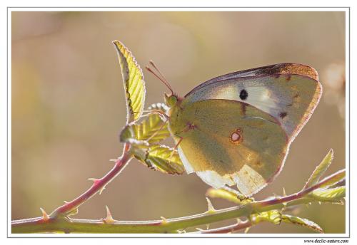 Colias croceus