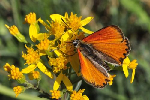 Lycaena virgaureae