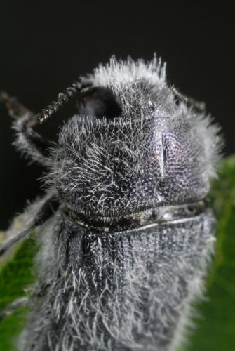 Acmaeodera cylindrica