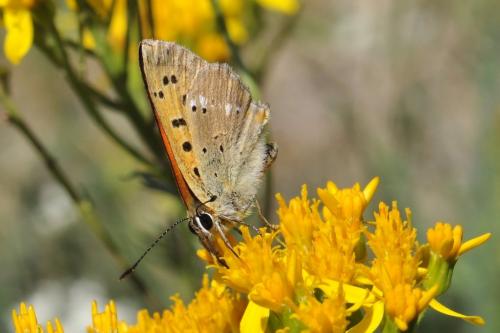 Lycaena virgaureae
