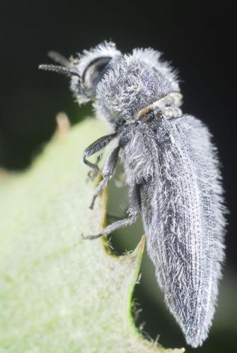 Acmaeodera cylindrica