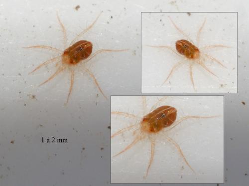 Erythracarus epigeus