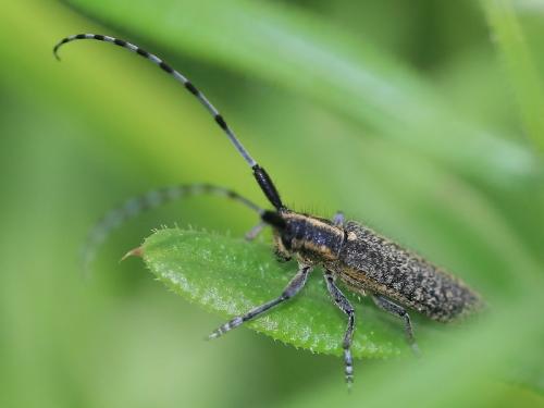 Agapanthia villosoviridescens
