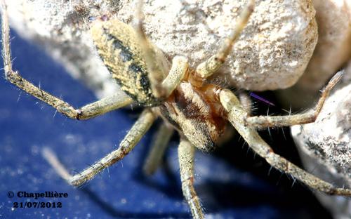 Agelena labyrinthica