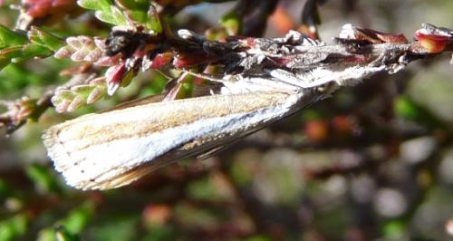 Catoptria sp.
