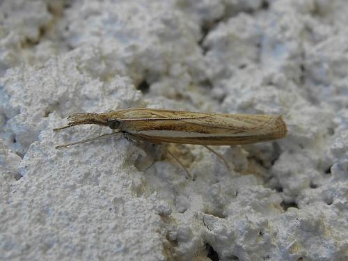 Agriphila tristella