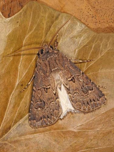 Réf. 90 652 : Agrotis bigramma