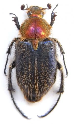 Amphicoma regalis