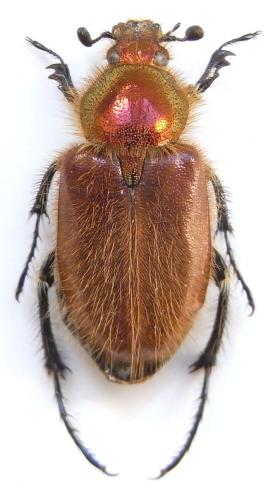 Amphicoma regalis