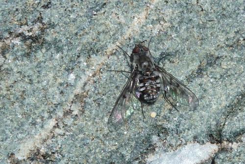 Anthrax binotatus
