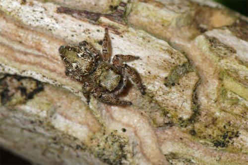 Dendryphantes rudis
