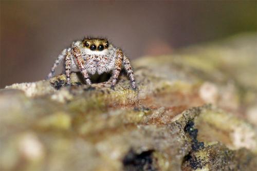 Dendryphantes rudis