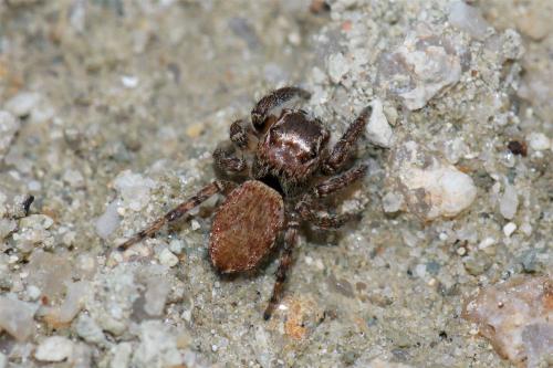 Réf. 90 753 : Evarcha sp.