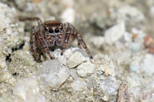 Evarcha sp.
