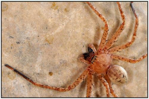Olios argelasius