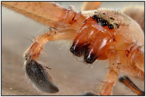 Olios argelasius