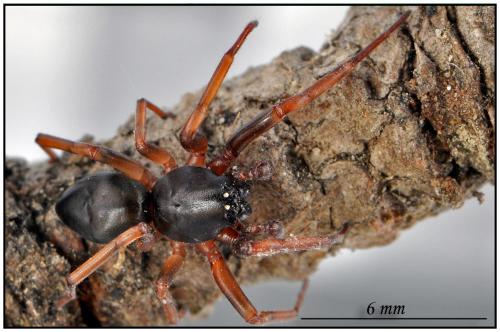 Cetonana laticeps