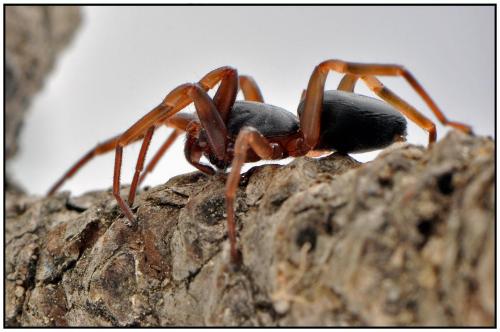 Cetonana laticeps