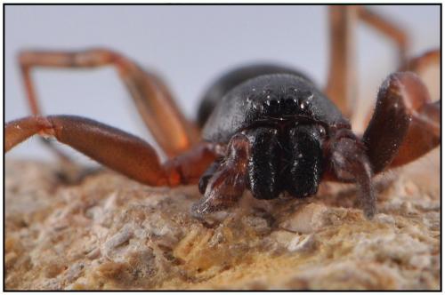 Cetonana laticeps