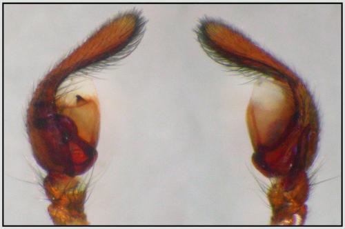 Cetonana laticeps