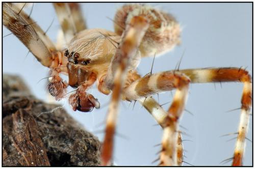 Araneus diadematus