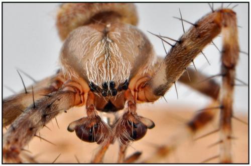 Araneus diadematus
