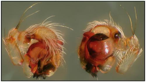 Réf. 90 463 : Araneus diadematus