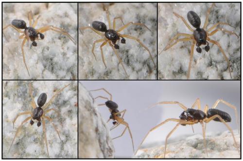 Réf. 90 680 : Agyneta rurestris