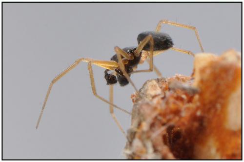 Réf. 90 681 : Agyneta rurestris