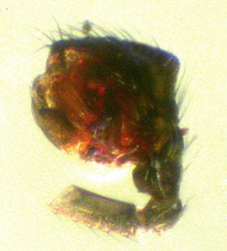 Agyneta rurestris
