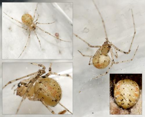 Réf. 90 091 : Platnickina tincta