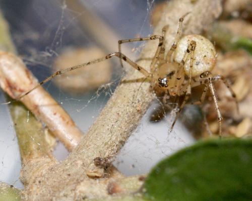Réf. 90 090 : Platnickina tincta