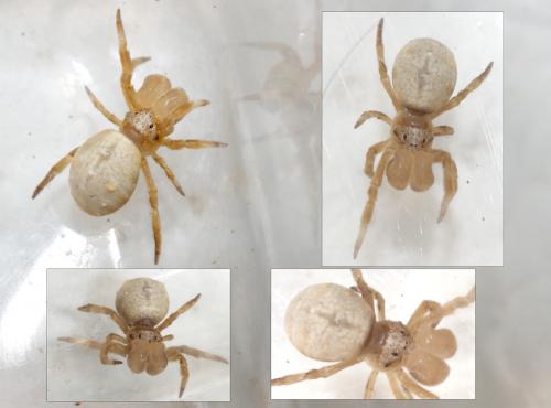 Réf. 90 053 : Hyptiotes sp.