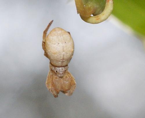 Hyptiotes sp.