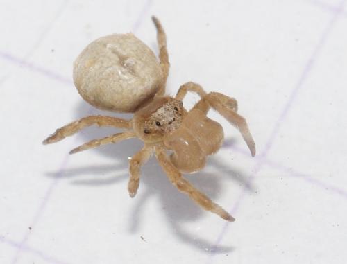 Hyptiotes sp.