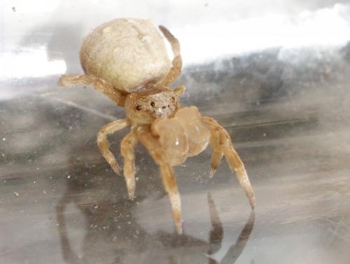 Hyptiotes sp.