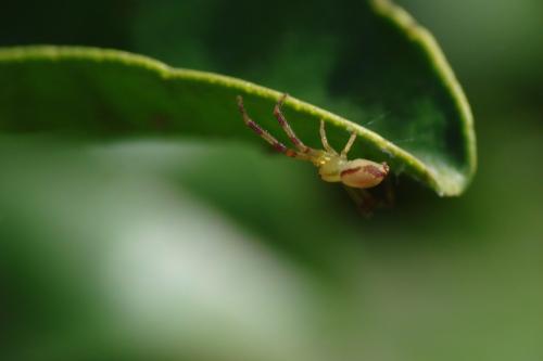Misumena vatia