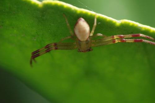 Misumena vatia