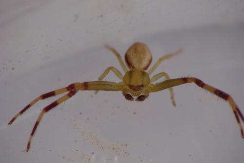 Misumena vatia