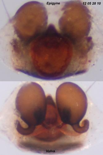 Theridion varians