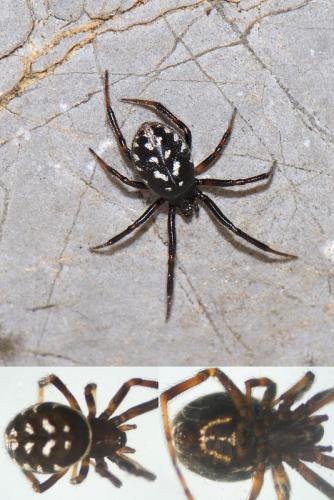 Réf. 90 361 : Steatoda incomposita
