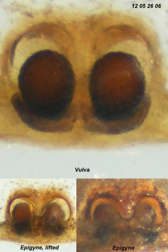 Réf. 90 360 : Steatoda incomposita