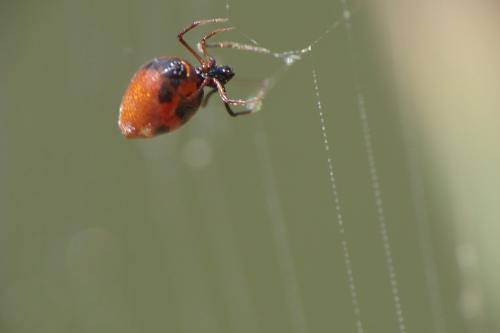 Réf. 90 688 : Argyrodes argyrodes