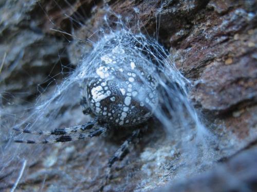 Araneus diadematus