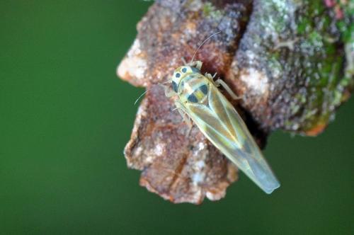 Réf. 90 459 : Arboridia sp.