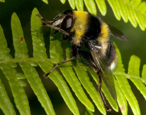 Sericomyia bombiformis