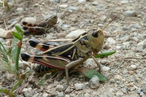 Réf. 90 802 : Arcyptera fusca