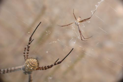 Réf. 90 710 : Argiope trifasciata